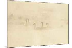 Trumpeter Swan(S) (Cygnus Buccinator) in Winter Morning Mist, on Mississippi River, Minnesota, USA-Lynn M^ Stone-Mounted Premium Photographic Print