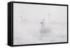 Trumpeter Swan(S) (Cygnus Buccinator) in Winter Morning Mist, on Mississippi River, Minnesota, USA-Lynn M^ Stone-Framed Stretched Canvas