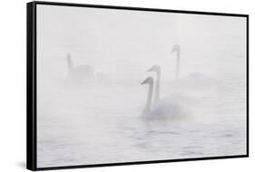 Trumpeter Swan(S) (Cygnus Buccinator) in Winter Morning Mist, on Mississippi River, Minnesota, USA-Lynn M^ Stone-Framed Stretched Canvas