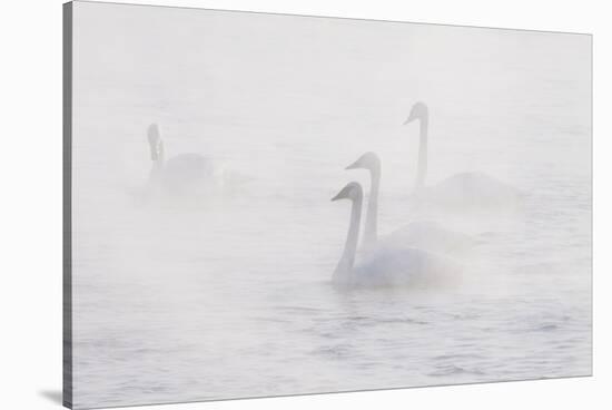 Trumpeter Swan(S) (Cygnus Buccinator) in Winter Morning Mist, on Mississippi River, Minnesota, USA-Lynn M^ Stone-Stretched Canvas