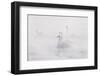 Trumpeter Swan(S) (Cygnus Buccinator) in Winter Morning Mist, on Mississippi River, Minnesota, USA-Lynn M^ Stone-Framed Photographic Print