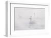 Trumpeter Swan(S) (Cygnus Buccinator) in Winter Morning Mist, on Mississippi River, Minnesota, USA-Lynn M^ Stone-Framed Photographic Print