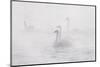 Trumpeter Swan(S) (Cygnus Buccinator) in Winter Morning Mist, on Mississippi River, Minnesota, USA-Lynn M^ Stone-Mounted Photographic Print