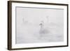 Trumpeter Swan(S) (Cygnus Buccinator) in Winter Morning Mist, on Mississippi River, Minnesota, USA-Lynn M^ Stone-Framed Photographic Print