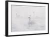 Trumpeter Swan(S) (Cygnus Buccinator) in Winter Morning Mist, on Mississippi River, Minnesota, USA-Lynn M^ Stone-Framed Photographic Print