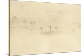 Trumpeter Swan(S) (Cygnus Buccinator) in Winter Morning Mist, on Mississippi River, Minnesota, USA-Lynn M^ Stone-Stretched Canvas