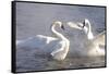 Trumpeter Swan(S) (Cygnus Buccinator) in Winter Morning Mist-Lynn M^ Stone-Framed Stretched Canvas