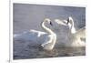 Trumpeter Swan(S) (Cygnus Buccinator) in Winter Morning Mist-Lynn M^ Stone-Framed Photographic Print