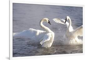 Trumpeter Swan(S) (Cygnus Buccinator) in Winter Morning Mist-Lynn M^ Stone-Framed Photographic Print