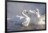 Trumpeter Swan(S) (Cygnus Buccinator) in Winter Morning Mist-Lynn M^ Stone-Framed Photographic Print