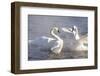 Trumpeter Swan(S) (Cygnus Buccinator) in Winter Morning Mist-Lynn M^ Stone-Framed Photographic Print