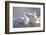 Trumpeter Swan(S) (Cygnus Buccinator) in Winter Morning Mist-Lynn M^ Stone-Framed Photographic Print