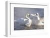 Trumpeter Swan(S) (Cygnus Buccinator) in Winter Morning Mist-Lynn M^ Stone-Framed Photographic Print