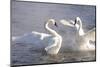 Trumpeter Swan(S) (Cygnus Buccinator) in Winter Morning Mist-Lynn M^ Stone-Mounted Photographic Print