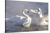 Trumpeter Swan(S) (Cygnus Buccinator) in Winter Morning Mist-Lynn M^ Stone-Stretched Canvas