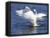 Trumpeter Swan Stretching Wings-Lynn M^ Stone-Framed Stretched Canvas