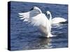 Trumpeter Swan Stretching Wings-Lynn M^ Stone-Stretched Canvas