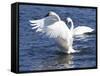 Trumpeter Swan Stretching Wings-Lynn M^ Stone-Framed Stretched Canvas