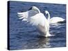 Trumpeter Swan Stretching Wings-Lynn M^ Stone-Stretched Canvas