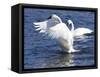 Trumpeter Swan Stretching Wings-Lynn M^ Stone-Framed Stretched Canvas