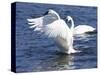 Trumpeter Swan Stretching Wings-Lynn M^ Stone-Stretched Canvas
