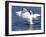 Trumpeter Swan Stretching Wings-Lynn M^ Stone-Framed Photographic Print