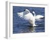 Trumpeter Swan Stretching Wings-Lynn M^ Stone-Framed Photographic Print