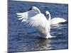 Trumpeter Swan Stretching Wings-Lynn M^ Stone-Mounted Photographic Print