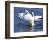 Trumpeter Swan Stretching Wings-Lynn M^ Stone-Framed Photographic Print