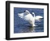 Trumpeter Swan Stretching Wings-Lynn M^ Stone-Framed Photographic Print