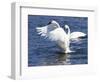 Trumpeter Swan Stretching Wings-Lynn M^ Stone-Framed Photographic Print