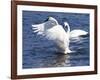 Trumpeter Swan Stretching Wings-Lynn M^ Stone-Framed Photographic Print