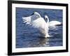 Trumpeter Swan Stretching Wings-Lynn M^ Stone-Framed Photographic Print