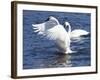 Trumpeter Swan Stretching Wings-Lynn M^ Stone-Framed Photographic Print