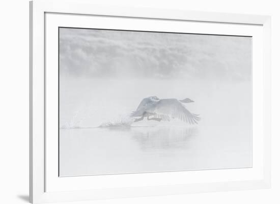 Trumpeter swan taking off, Yellowstone, Wyoming, USA-George Sanker-Framed Photographic Print