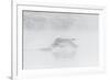 Trumpeter swan taking off, Yellowstone, Wyoming, USA-George Sanker-Framed Photographic Print