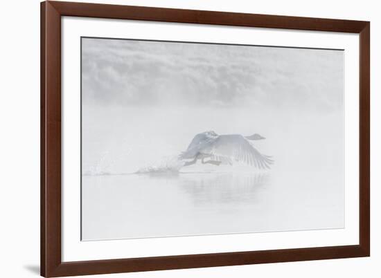 Trumpeter swan taking off, Yellowstone, Wyoming, USA-George Sanker-Framed Photographic Print