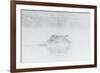 Trumpeter swan taking off, Yellowstone, Wyoming, USA-George Sanker-Framed Photographic Print