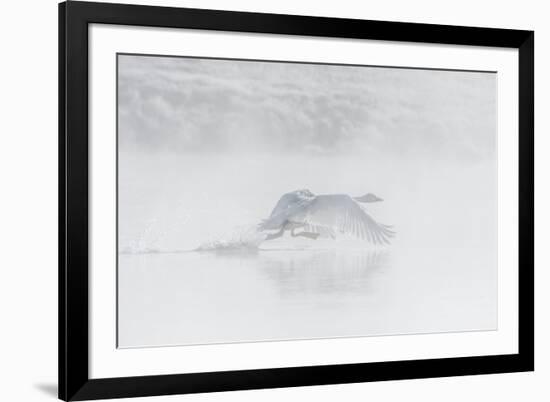 Trumpeter swan taking off, Yellowstone, Wyoming, USA-George Sanker-Framed Photographic Print