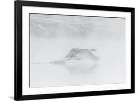 Trumpeter swan taking off, Yellowstone, Wyoming, USA-George Sanker-Framed Photographic Print