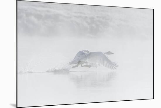 Trumpeter swan taking off, Yellowstone, Wyoming, USA-George Sanker-Mounted Photographic Print