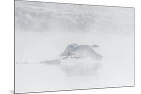 Trumpeter swan taking off, Yellowstone, Wyoming, USA-George Sanker-Mounted Photographic Print