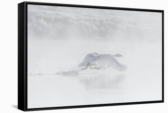 Trumpeter swan taking off, Yellowstone, Wyoming, USA-George Sanker-Framed Stretched Canvas