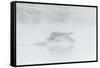 Trumpeter swan taking off, Yellowstone, Wyoming, USA-George Sanker-Framed Stretched Canvas