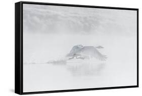 Trumpeter swan taking off, Yellowstone, Wyoming, USA-George Sanker-Framed Stretched Canvas