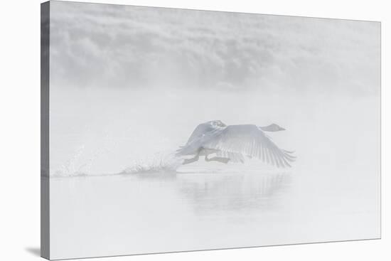Trumpeter swan taking off, Yellowstone, Wyoming, USA-George Sanker-Stretched Canvas