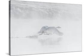 Trumpeter swan taking off, Yellowstone, Wyoming, USA-George Sanker-Stretched Canvas