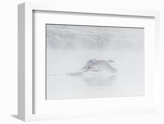 Trumpeter swan taking off, Yellowstone, Wyoming, USA-George Sanker-Framed Photographic Print