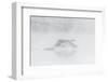 Trumpeter swan taking off, Yellowstone, Wyoming, USA-George Sanker-Framed Photographic Print