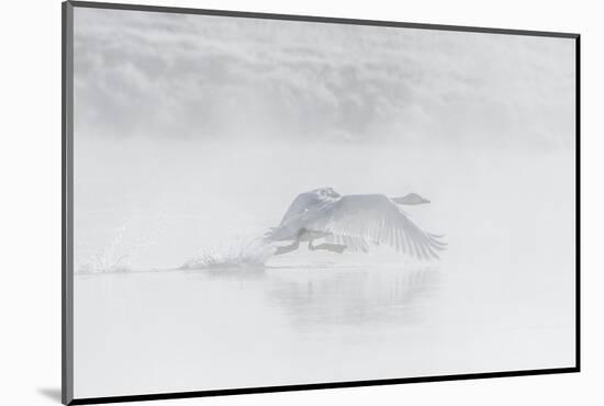 Trumpeter swan taking off, Yellowstone, Wyoming, USA-George Sanker-Mounted Photographic Print